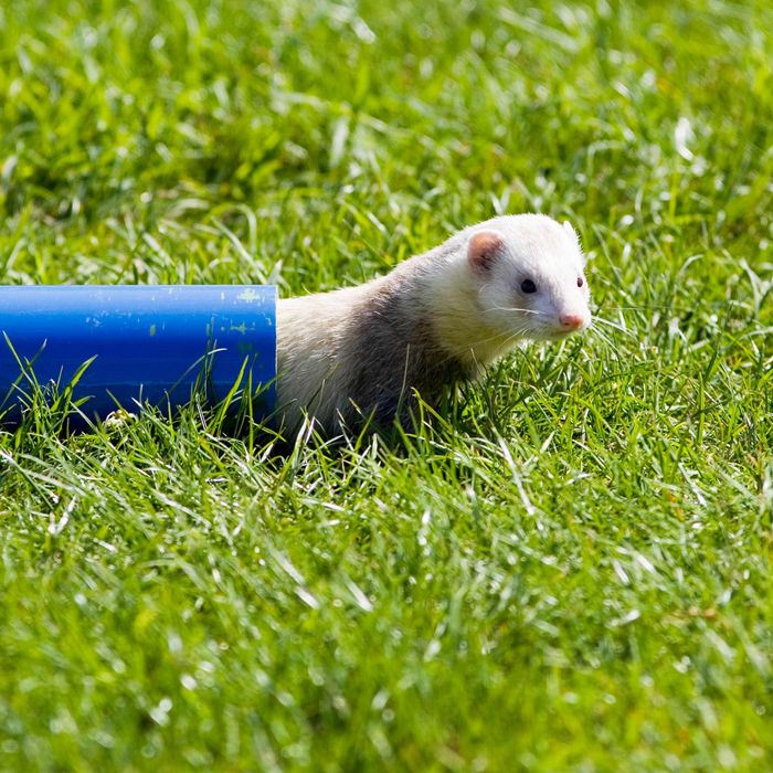 GREAT BRITAIN - AUGUST 27: Ferret crawls through pipe at ferret racing event, Oxfordshire, United Kingdom. (Photo by Tim Graham/Getty Images)