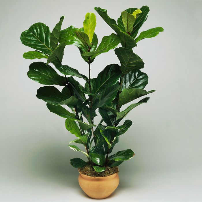 19 Best Indoor Plants on Amazon 2020: Fiddle Leaf and More ...