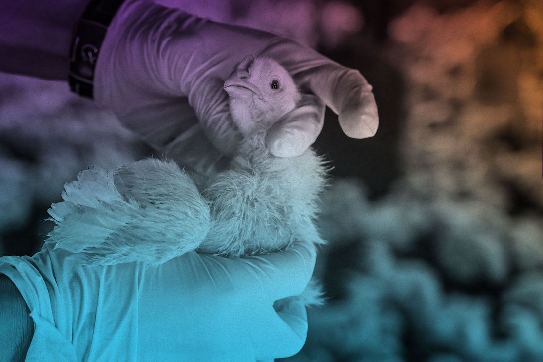 America’s Alarming Bird-Flu Strategy: Hope for the Best