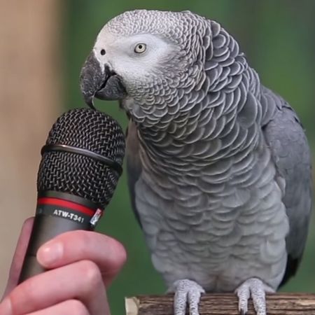 Cameo From Einstein the African Gray Parrot