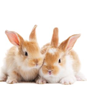 group of two baby light brown rabbits with long ears isolated on white