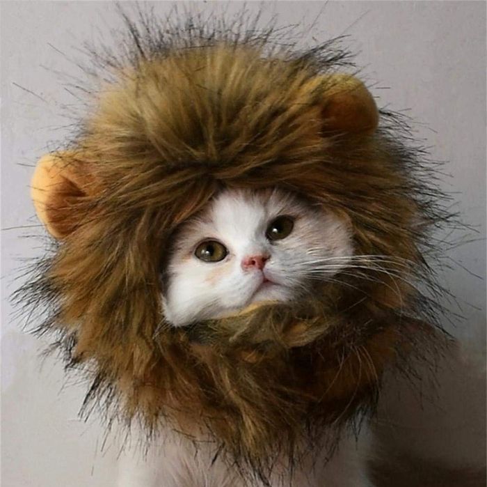 6 Best Cat Halloween Costumes 2019 The Strategist New York Magazine