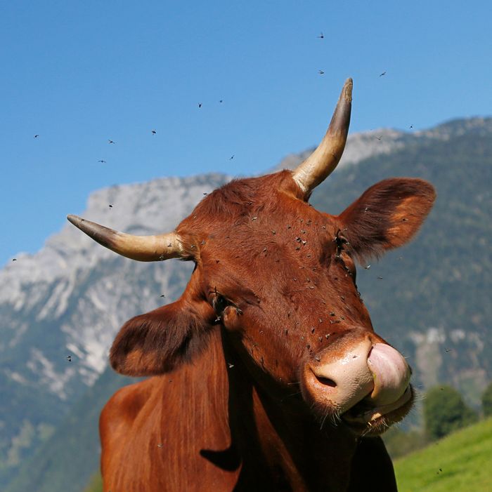 Austria Begs People To Stop Kissing Cows