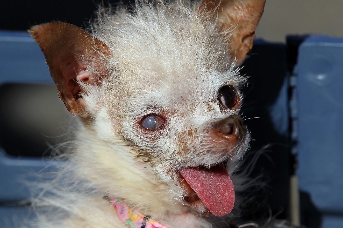 Meet The Pups In World's Ugliest Dog Contest | lupon.gov.ph