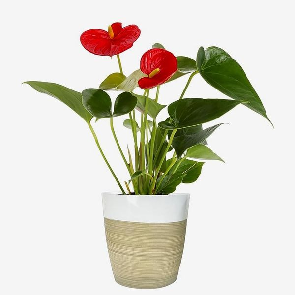 Costa Farms Blooming Anthurium