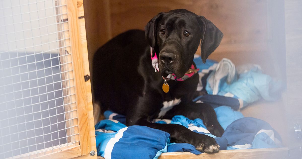 U.S. Bans Dog Importations From 113 Countries for One Year