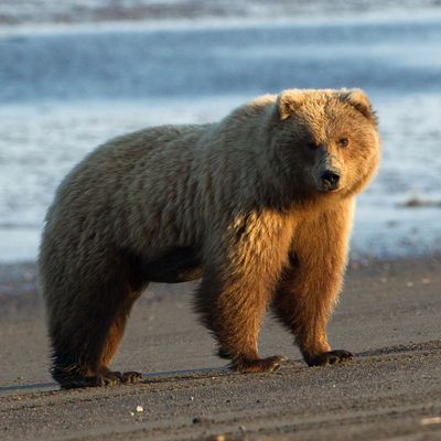 Trump Ends Obama's Ban On Bear Baiting in Alaska