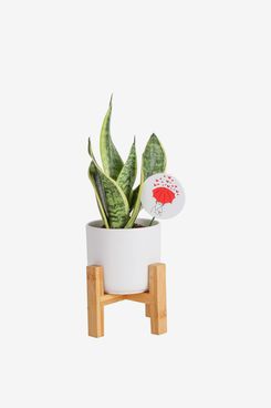 Costa Farms Snake Plant With Mid-Century-Modern Planter Stand