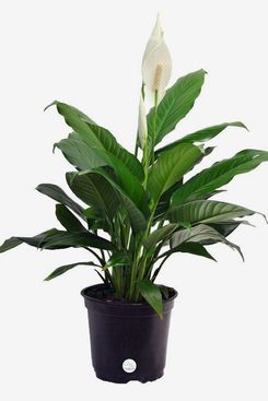 Costa Farms Peace Lily (Spathiphyllum) in Grower’s Pot