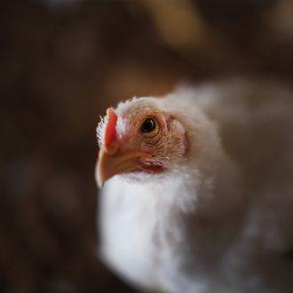 OSAGE, IA - AUGUST 09: Chickens gather around a feeder at a farm on August 9, 2014 in Osage, Iowa. In retaliation for sanctions imposed on them, Russia announced a ban on food imports from the United States and other nations.Those sanctions had been imposed due to Russia's support of separatists in Eastern Ukraine. The ban will last for a year and targets meat, fish, fruit, vegetable and milk products. The poultry industry in the United States, which exported over $300 million worth of food to Russia in 2013, is expected to be hit the hardest. (Photo by Scott Olson/Getty Images)