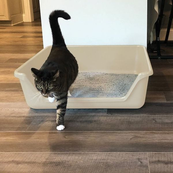Shirley K’s Senior Cat Litter Box, 30-in