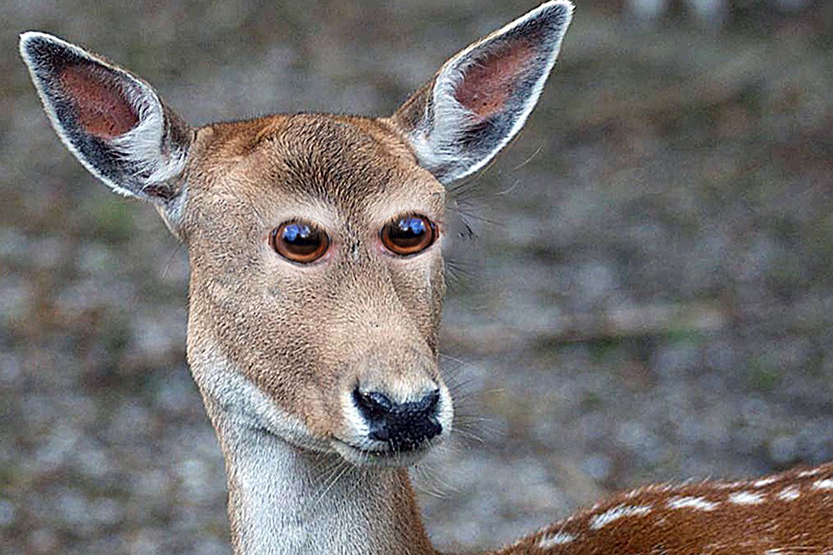 Animals With Eyes at the Front