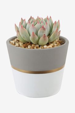 Costa Farms Succulent Echeveria Live Indoor Plant Gift, 6-Inches Tall