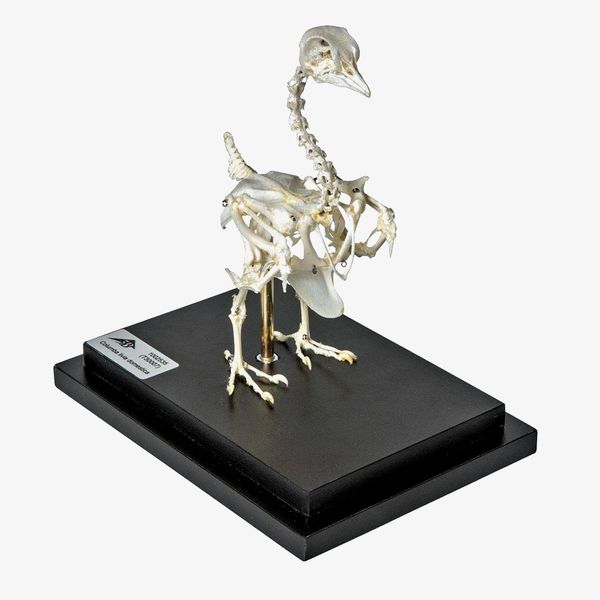 Pigeon Skeleton Natural Specimen Anatomy Model, Articulated on Base