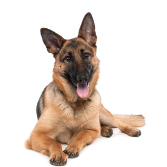 german shepherd (13 months old) in front of a white background.