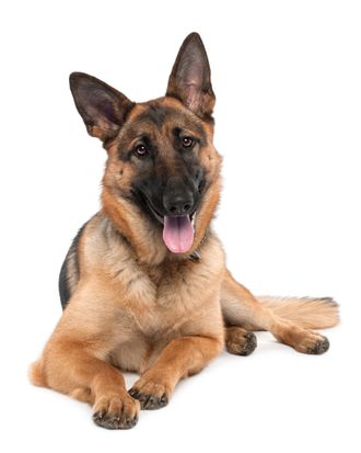 german shepherd (13 months old) in front of a white background.