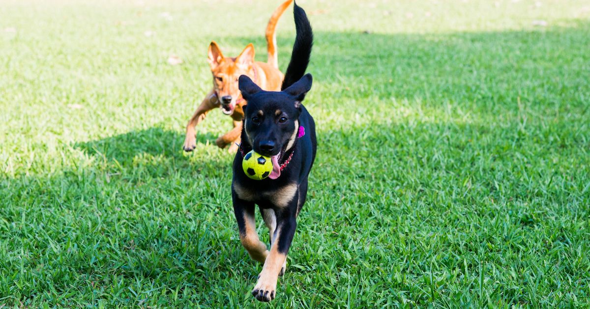 Excuse Me, Ma’am — Your Dog Is A Bully: Dog-park Etiquette