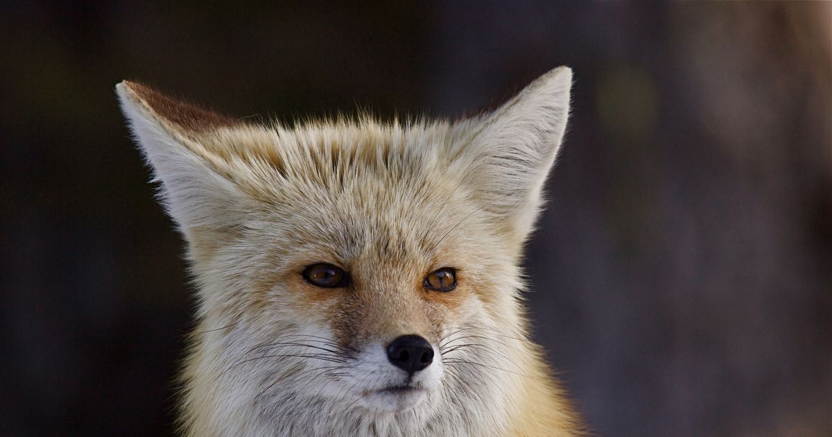 Humans and Foxes Similarly Beautiful