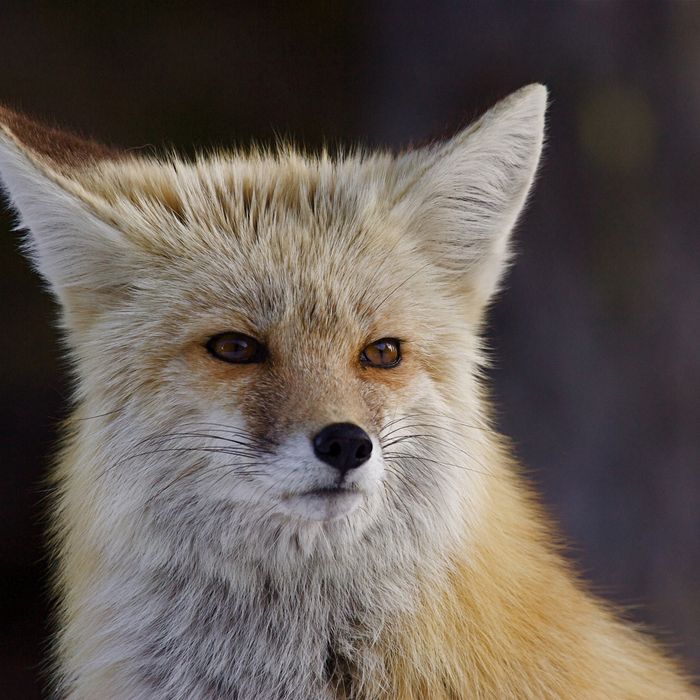 Humans And Foxes Similarly Beautiful