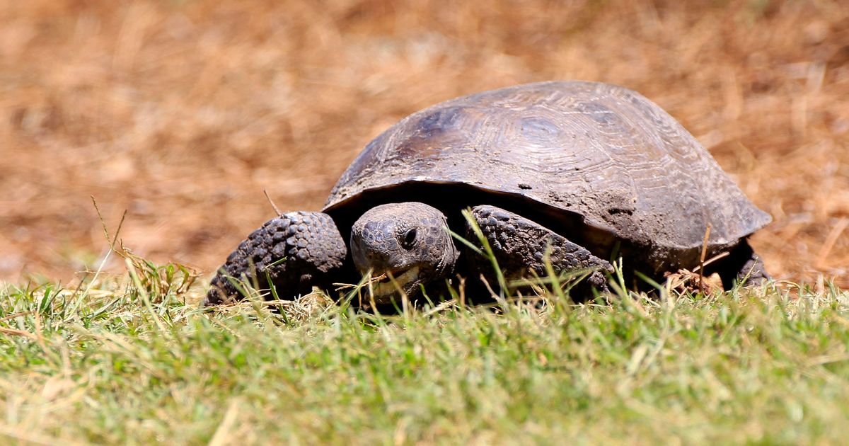 Newt Gingrich Says He’s a Tortoise, Not a Bunny Rabbit