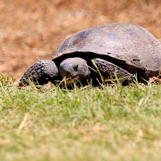 PONTE VEDRA BEACH, FL - MAY 15: A tortoise is seen on fifth tee during the final round of THE PLAYERS Championship held at THE PLAYERS Stadium course at TPC Sawgrass on May 15, 2011 in Ponte Vedra Beach, Florida. (Photo by Sam Greenwood/Getty Images)