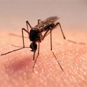 Female Mosquito Feeding on Human