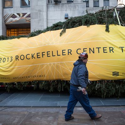 A worker walks past a 76-foot tall Norway Spruce, from Shelton, CT, while it is prepared to be hoisted into position as the 2013 Rockefeller Center Christmas Tree on November 8, 2013 in New York City. The tree comes from the Vargoshe family, it was likely planted in the 1950s. 