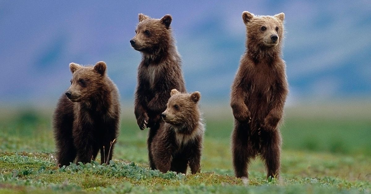 Trump Team: Letting Hunters Kill Bear Cubs Is Top Priority