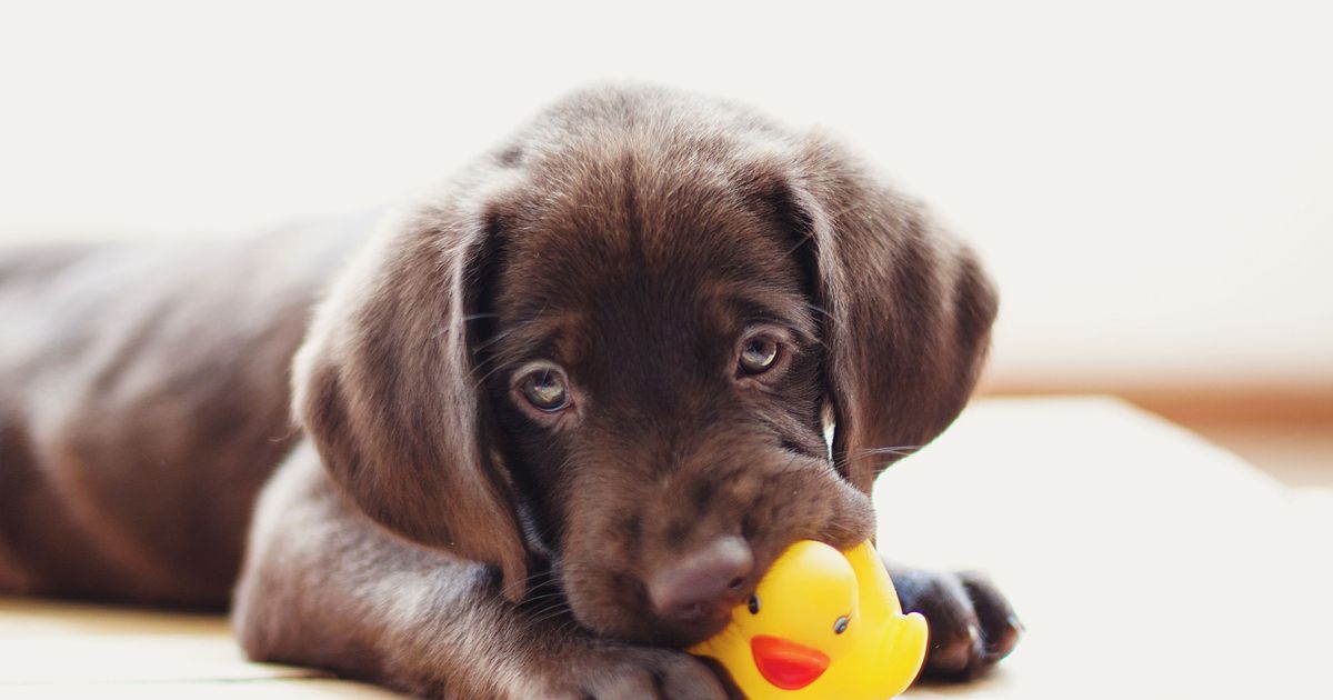 13-best-things-for-teething-puppies-2021-the-strategist