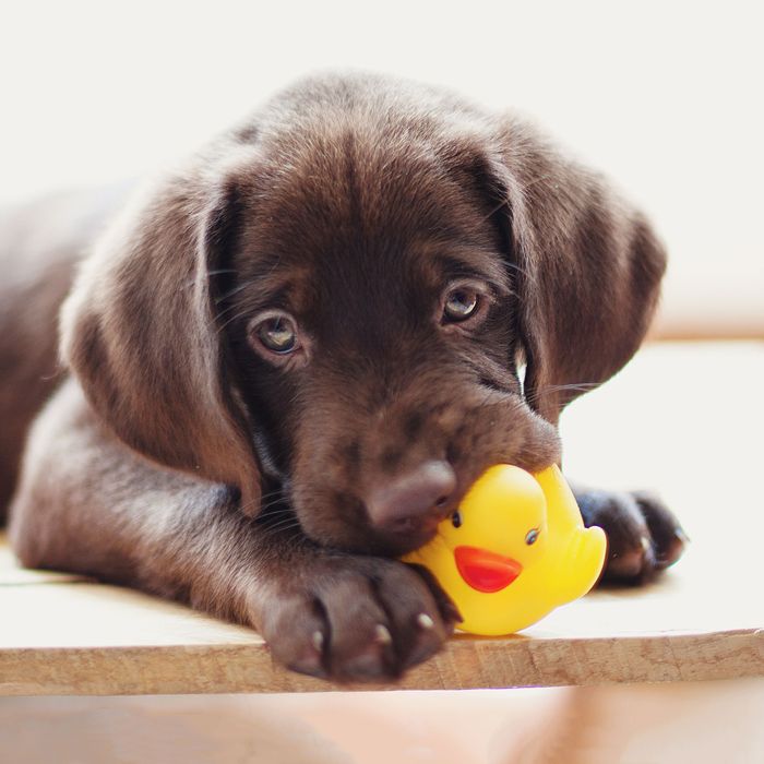 best chew toys for labs