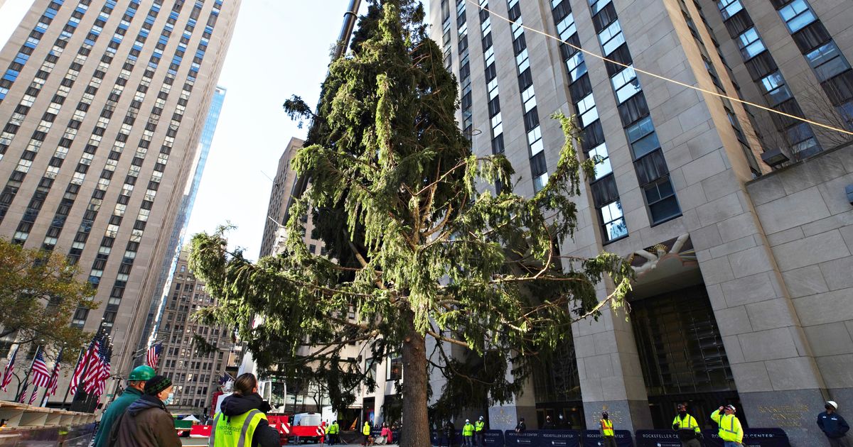 WATCH: The 2020 Rockefeller Christmas Tree Has Arrived