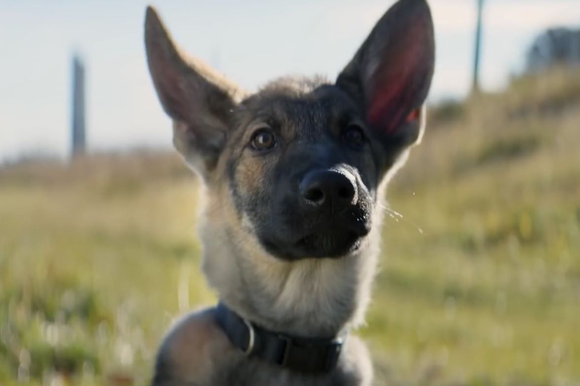 A Dog's Purpose Animal-Abuse Video Found to Be 'Manipulated'