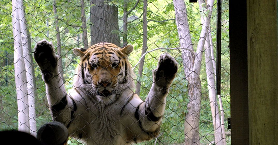 Man Loses Foot After Entering Tiger Den at Bronx Zoo in Apparent