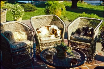 The Dogs of William F. and Patricia Buckley, Vogue