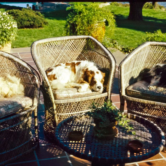 dog patio chair