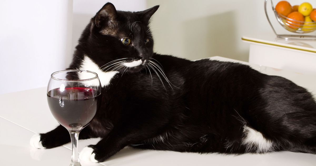 cat wine