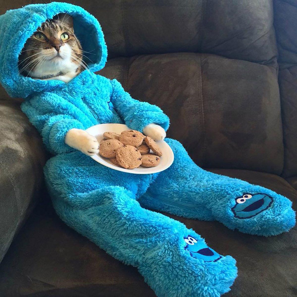 State Department Accidentally Sends Out Cat Pajama Photo