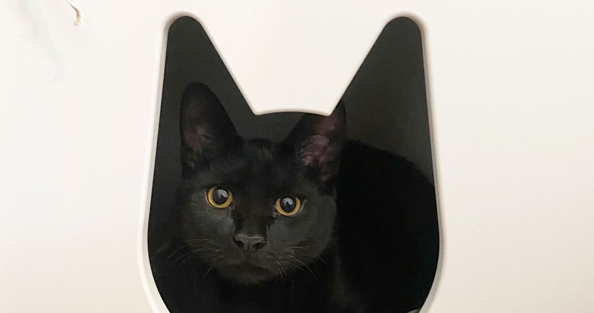 The Best Cat Houses, According to Cat People | The Strategist