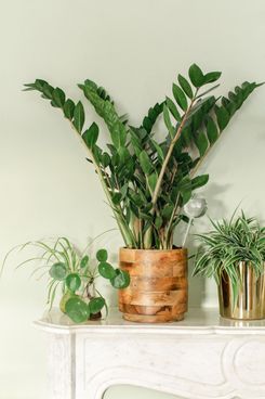 H&M Large Wooden Plant Pot