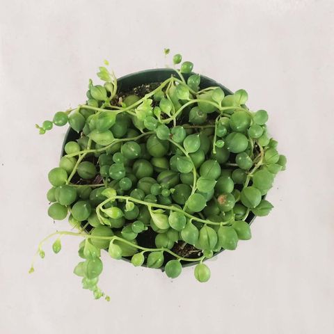 Shop Succulents String of Pearls Plant in 4-Inch Grower's Pot