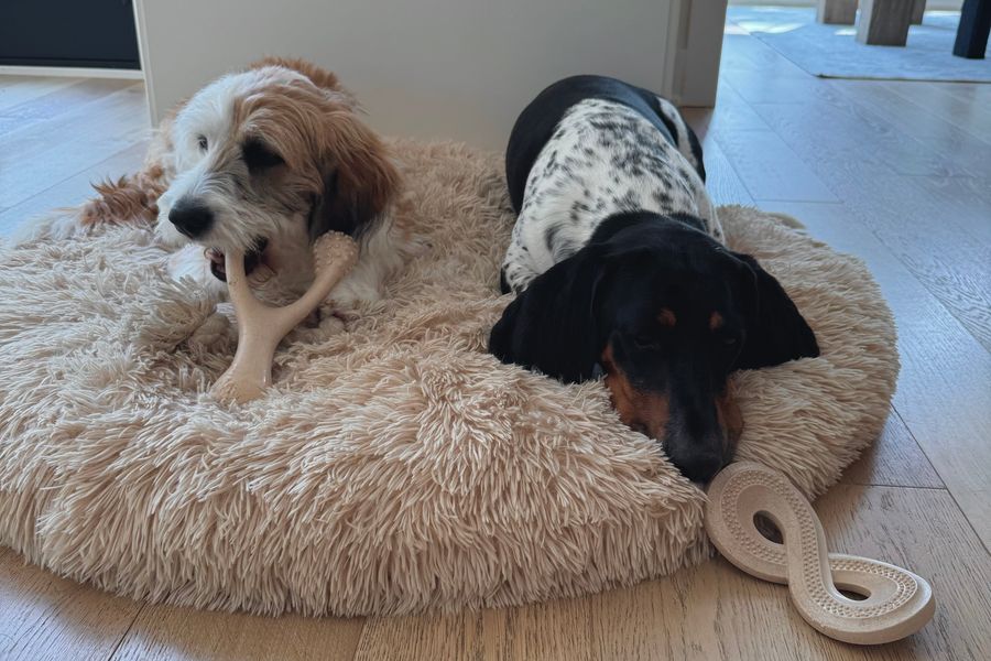 The Nonplastic Toys My Dogs Actually Enjoy