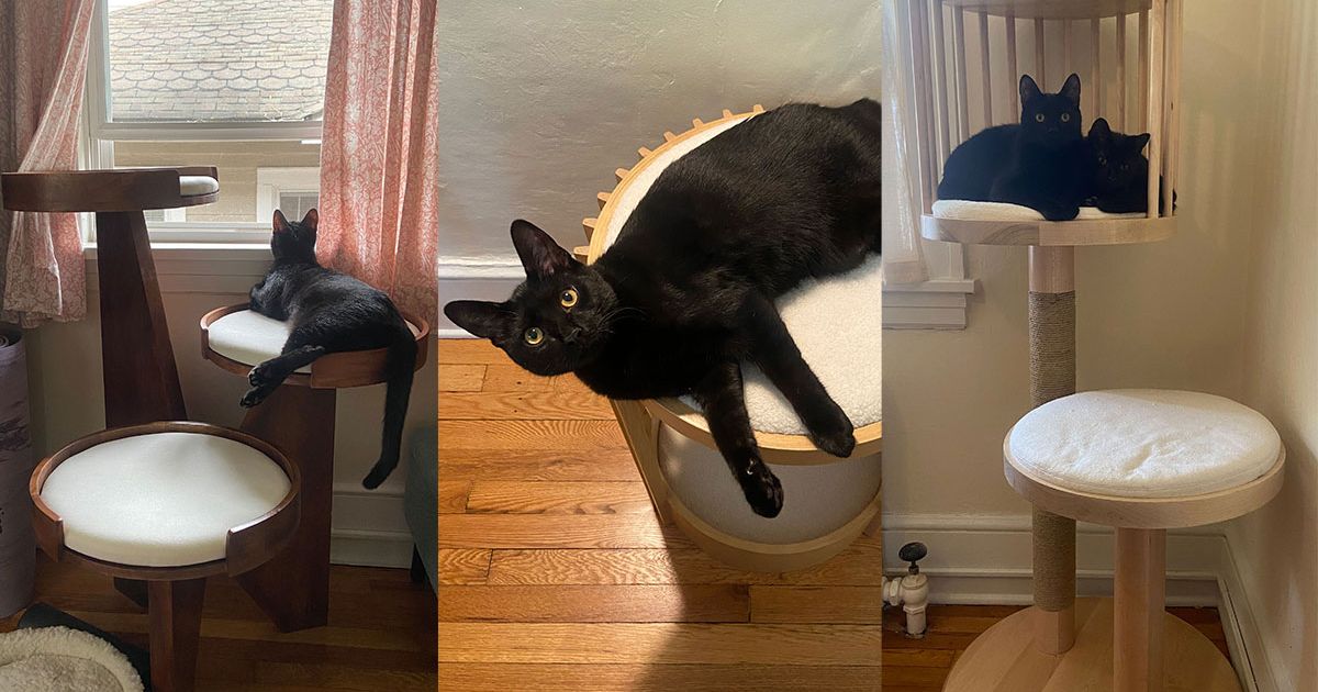The Very Best Cat Trees, According to Cat People