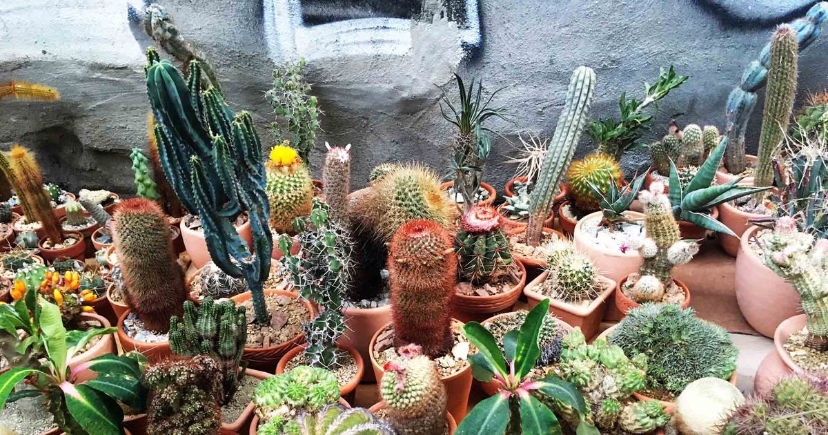 Cactus Store Opens in New York | The Strategist