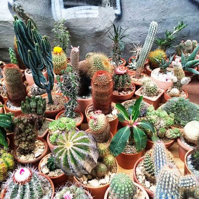 Cactus Store Opens in New York | The Strategist