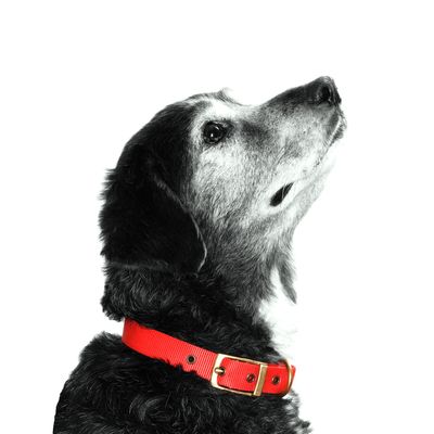 Black and grey dog in red collar, close-up