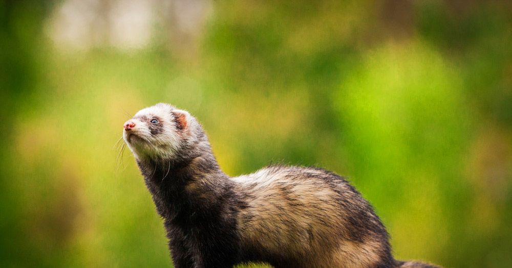 New York’s Most Famous Ferret Advocate Isn’t Sad the Ban Was Upheld