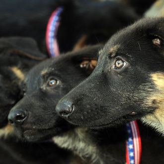 Prodigy, Valor, and Dejavu are pictured during a press conference on June 17, 2009 in Los Angeles, California to present the 6-month to 2-month-old cloned puppies of Trakr, a German shepherd, who sniffed out survivors from under the rubble of New York's World Trade Center after the 2001 terror strikes. Trakr was cloned in South Korea under the direction of Doctor Hwang Woo-Suk. AFP PHOTO / GABRIEL BOUYS (Photo credit should read GABRIEL BOUYS/AFP/Getty Images)