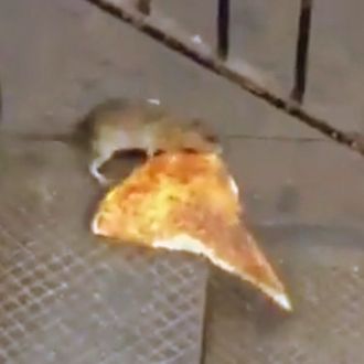 We Ve Reached The Part Of Pizza Rat S Meme Lifespan Where Everyone Wonders If It Was All A Dream