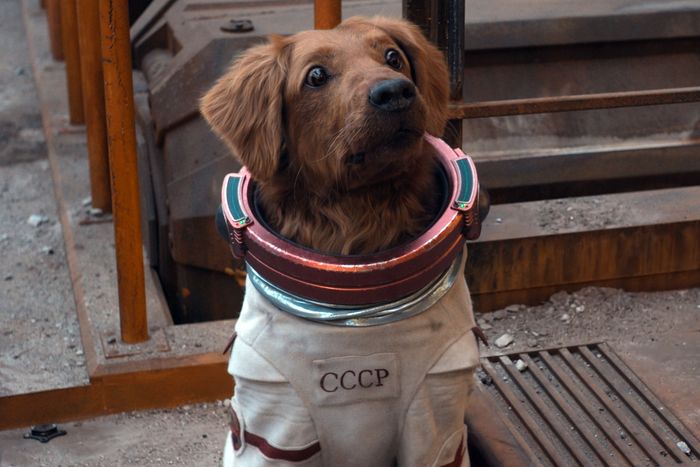 What is the Dog's Name in Guardians of the Galaxy?: Unleash the Secret!