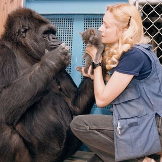 Koko, Dr. Francine Patterson, and a kitten.